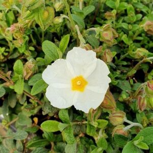 Cistus × obtusifolius Thrive