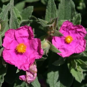 Cistus × pulverulentus Sunset