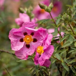 Cistus × purpureus