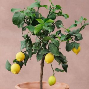 Citrus × limon Four Seasons