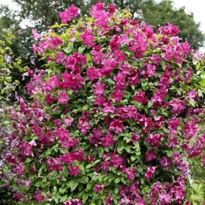 Clematis Abundance