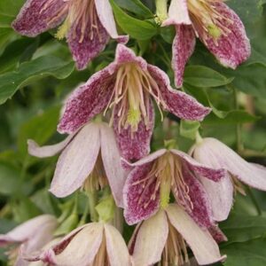 Clematis Advent Bells