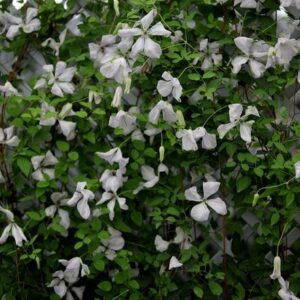 Clematis Alba Luxurians