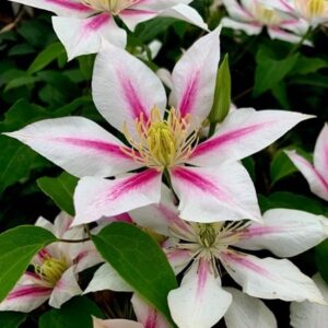 Clematis Andromeda