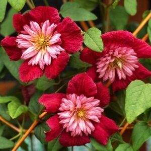 Clematis Avant-garde ('Evipo033') (PBR)