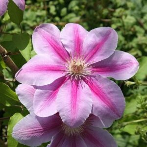 Clematis Bees Jubilee