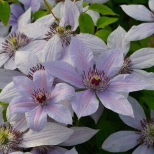 Clematis Bernadine ('Evipo061') (PBR) (Boulevard Series)