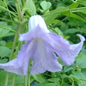 Clematis Betty Corning