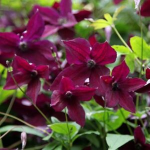 Clematis Black Prince