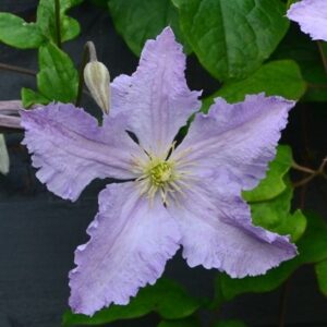 Clematis Błękitny Anioł