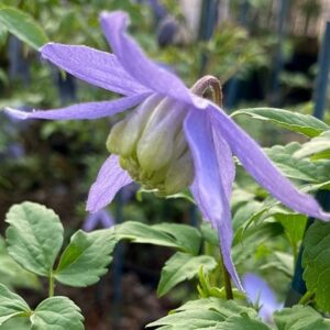 Clematis Blue Dancer