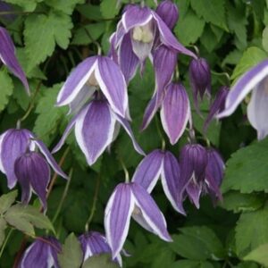 Clematis Blue Eclipse