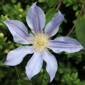 Clematis Blue River ('Zoblueriver') (PBR)