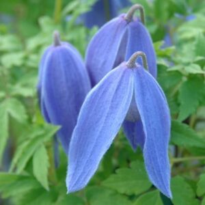 Clematis Bredon Blue