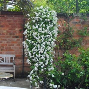 Clematis Broughton Bride