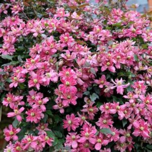 Clematis Broughton Star