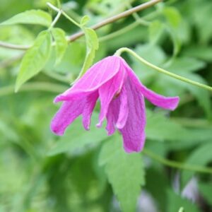 Clematis Constance