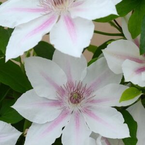 Clematis Corinne ('Evipo063') (PBR) (Boulevard Series)