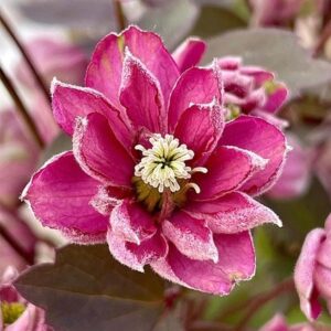 Clematis Double Truffle Raspberry