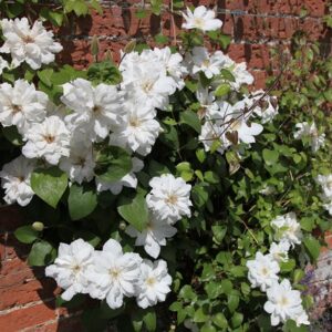 Clematis Duchess of Edinburgh