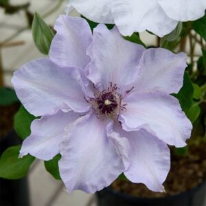Clematis Eliza™ ('EviGsy158') (PBR)