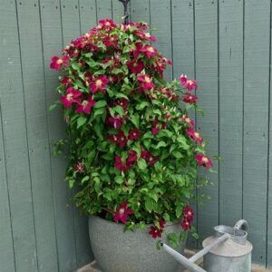 Clematis Elpis ('EviGsy154') (PBR)