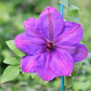 Clematis Elsa Späth
