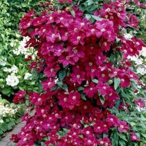 Clematis Ernest Markham