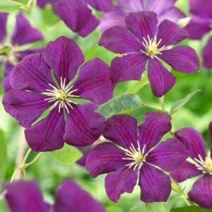 Clematis Étoile Violette