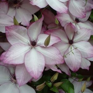 Clematis Fond Memories