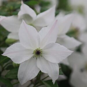 Clematis Forever Friends ('Zofofri') (PBR)