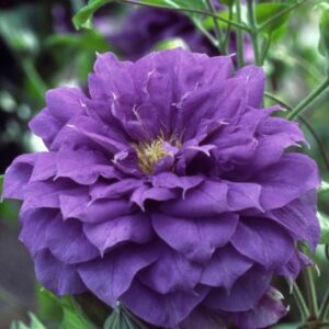 Clematis Franziska Maria ('Evipo008')
