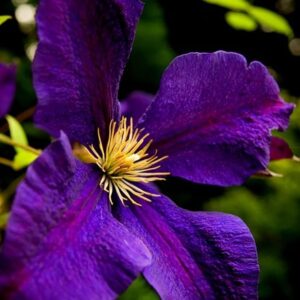 Clematis Gipsy Queen