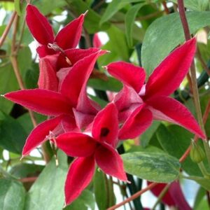 Clematis Gravetye Beauty