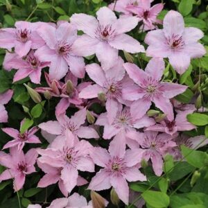 Clematis Hagley Hybrid