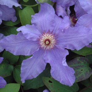 Clematis Happy Anniversary