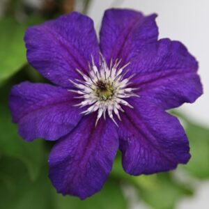 Clematis Happy Birthday ('Zohapbi') (PBR)