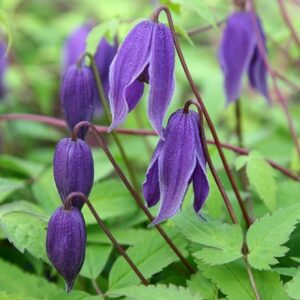 Clematis Helsingborg