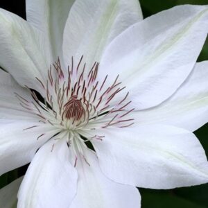 Clematis Henryi