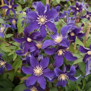 Clematis Hudson River ('Zo06137') (PBR)