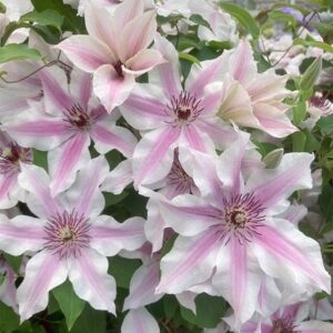 Clematis Ithemba ('EviGsy157') (PBR)