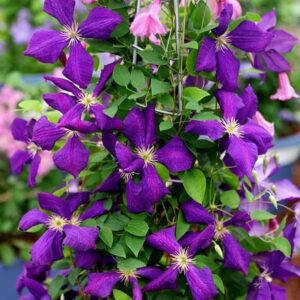 Clematis Jackmanii