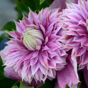 Clematis Josephine ('Evijohill') (PBR)