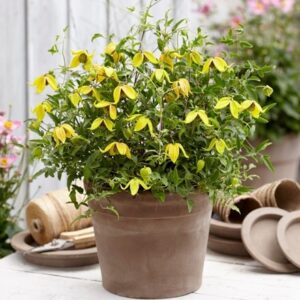Clematis Little Lemons ('Zo14100') (PBR)