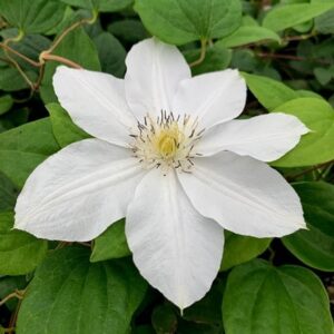 Clematis Marie Boisselot