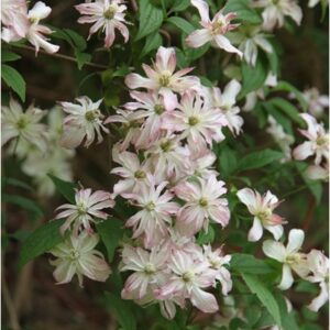Clematis Marjorie