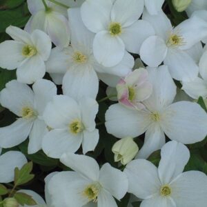Clematis Miss Christine