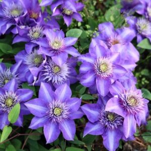 Clematis Multi Blue