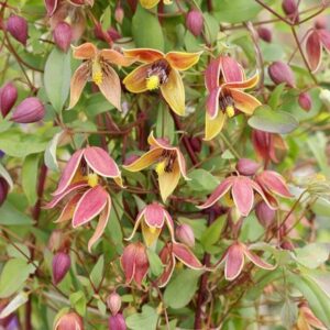 Clematis My Angel (PBR)