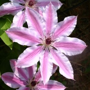 Clematis Nelly Moser